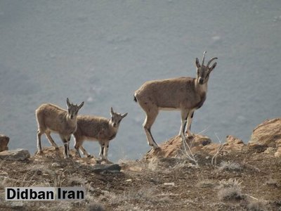 ۱۲۸ گونه حیات وحش ایران در معرض خطر انقراض قرار دارند