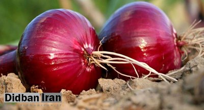 دلیل افزایش قیمت پیاز مشخص شد
