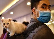 خانه‌نشینی، تمایل مردم به نگهداری حیوانات خانگی را بیشتر کرده است