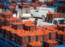 صادرات گوجه‌فرنگی یک‌شبه ممنوع شد