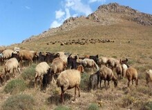 خرید تضمینی دام از دامداران آغاز می شود