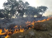 ورود دادستانی به آتش سوزی جنگل‌های الیت