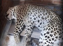 فرمانده یگان حفاظت سازمان محیط زیست:
رئیس محیط زیست قائمشهر از دو متری به پلنگ شلیک کرد / اسلحه بی‌هوشی به دلیل ترافیک نرسید