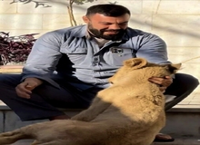 توله شیر علی‌اکبری در پارک ارم تلف شد