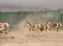 جزئیات انتقال گورخرهای ایرانی به سمنان

