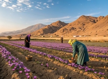 ۵ مانع اصلی صادرات زعفران ایرانی؛ چرا طلای سرخ در دام سیاست‌های ارزی گرفتار شده است؟!