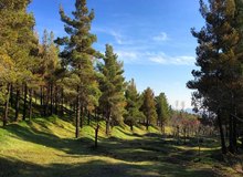 طرح زاکانی برای ساخت هتل در بوستان‌های جنگلی تهران