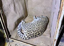 زنده‌گیری یک پلنگ سرگردان