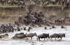 یکی از بزرگ‌ترین مهاجرت‌های حیات‌وحش جهان را زنده تماشا کنید
