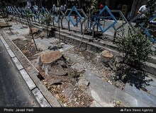 ورود سازمان بازرسی به موضوع قطع درختان خیابان ولیعصر تهران/ مقصر: مترو و گودبرداری‌ها