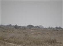 استمرار روند رو به رشد آمار جمعیت آهوان منطقه حفاظت شده مند شهرستان دیر
