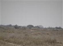 استمرار روند رو به رشد آمار جمعیت آهوان منطقه حفاظت شده مند شهرستان دیر