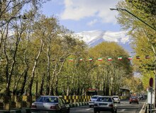 آیا چنارهای تهران احیا می‌شوند؟