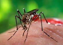 تعداد مبتلایان تب دنگی به ۱۱۰۷ نفر رسید/ مشاهده پشه آئدس در ۱۱ استان