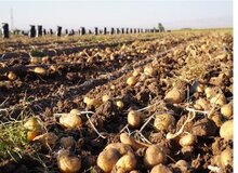 صادرات سیب‌زمینی ممنوع شد/ جزییات