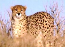 مشاهده و ثبت تصاویر یک قلاده یوزپلنگ ایرانی به نام مهشاد در استان سمنان+ عکس 