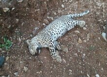 کشف لاشه پلنگ در منطقه حفاظت‌شده سالوک