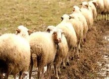 آخرین وضعیت شیوع تب کریمه کنگو در کشور/کاهش آمار مبتلایان

