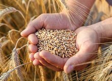 خرید تضمینی ۹۸۰ هزار تن گندم از آغاز فصل برداشت
