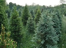 کشف طلا در برگ‌های درختان شمال اروپا/ کوهی از طلا در زیر جنگل‌ها پنهان شده است؟