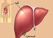 آنچه درباره جگرتان نمی دانید