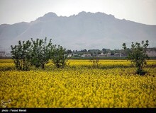 دخترکُشی در زرندیه مرکزی/ پدر خانواده به قتل فررندش اعتراف کرد

