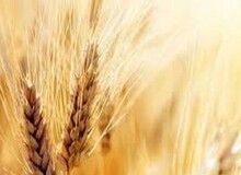 خبر مهم درباره قیمت گندم و پرداخت مطالبات گندمکاران