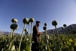 کشت خشخاش و شاهدانه جرم است 