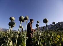 ترحمی: مجازات شدید و تلخی در انتظار کشت غیرقانونی خشخاش است
