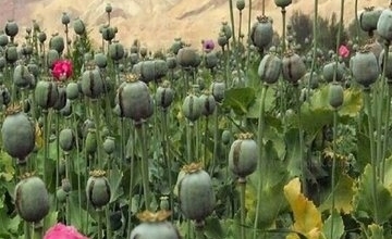 هیچ مجوزی برای کشت گیاهان مخدر صادر نشده است
