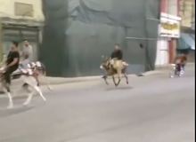 بازداشت و احضار  ۱۱ نفر به دلیل الاغ سواری +فیلم الاغ سواری در گراش