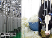 دستور صادرات شیرخشک به گمرک ابلاغ نشده است / تا پایان تابستان برای صادرات شیر خشک فرصت داده شود‌ 
