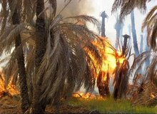آتش‌سوزی در اروندکنار/ ۲۰ هزار نهال خرما از بین رفت