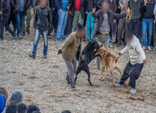 حیوان آزارانِ سردشتی به شلاق محکوم شدند
