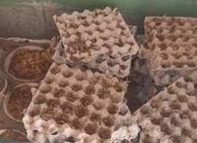 خانه عقرب ها با ۱۲ هزار نمونه عقرب در آباده کشف شد+عکس 