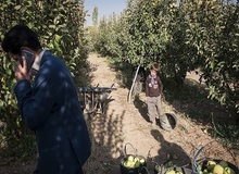 کشاورزان تلگرامی