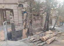 چنار‌های تنومند باغ فردوس تهران قطع شدند+تصاویر