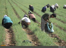 برداشت 800 کیلوگرم زیره از هر هکتار در سمنان