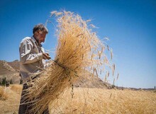 مدیرعامل بنیاد گندمکاران: کشاورزان رغبتی به‌ کاشت و  فروش گندم ندارند/ احتمال قاچاق تقویت می‌شود