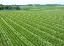 خرده مالکی مانعی برای توسعه کشاورزی نیشابور است
