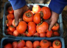 ماجرای ترسناک «خرمالو» در اتاق‌های عمل مشهد