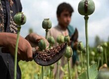 کشت خشخاش زیر ذره‌بین؛ هشدار به کشاورزان و مسئولان محلی