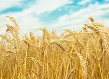 صرفه‌جویی ۶۰ هزار تنی مصرف ماهانه گندم