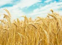 صرفه‌جویی ۶۰ هزار تنی مصرف ماهانه گندم