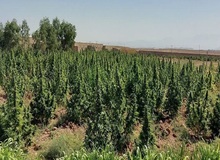 کشف ۵ تن ماری‌جوانا در قم