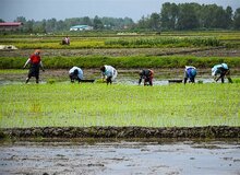 عضو شورای عالی استان‌ها: تا چند سال آینده شالی‌کاران دیگر برنجی برای فروش نخواهند داشت