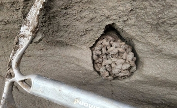 کپسول زمان ۷۰۰هزار ساله؛ مدفوع سنجاب‌های کانادا اسرار حیات عصر یخبدان را آشکار کرد