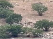 حمله ۳ گرگ به گله گاو‌ها در ارتفاعات استان کردستان+فیلم 