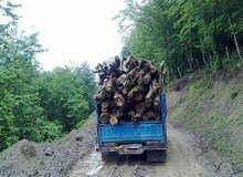 اصرار ۳۲ نماینده مجلس برای پایان دادن به طرح تنفس جنگل‌های شمال/ چوب خواری قانونی می‌شود؟