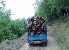 اصرار ۳۲ نماینده مجلس برای پایان دادن به طرح تنفس جنگل‌های شمال/ چوب خواری قانونی می‌شود؟